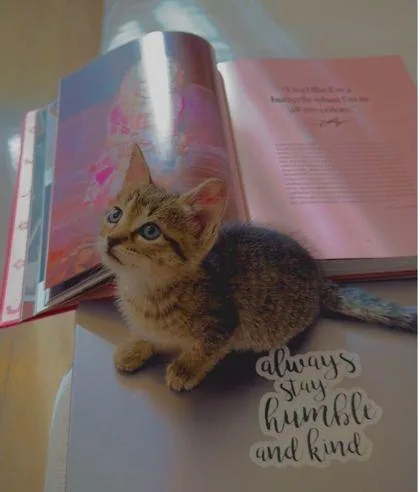 A baby small-sized female Domestic Short Hair cat named Dolly for adoption in Largo, FL