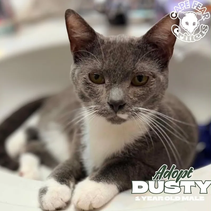 A young medium-sized male Gray & White Russian Blue cat named Dusty for adoption in Wilmington, NC
