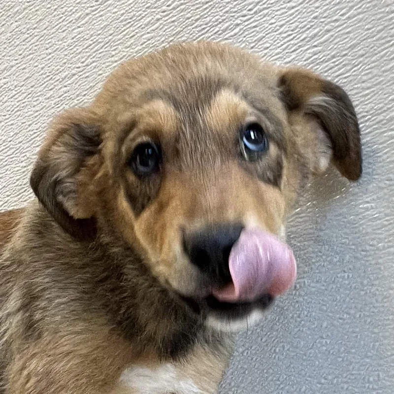 A baby medium-sized female Brown / Chocolate Mixed Breed dog named Poppy for adoption in Las Cruces, NM