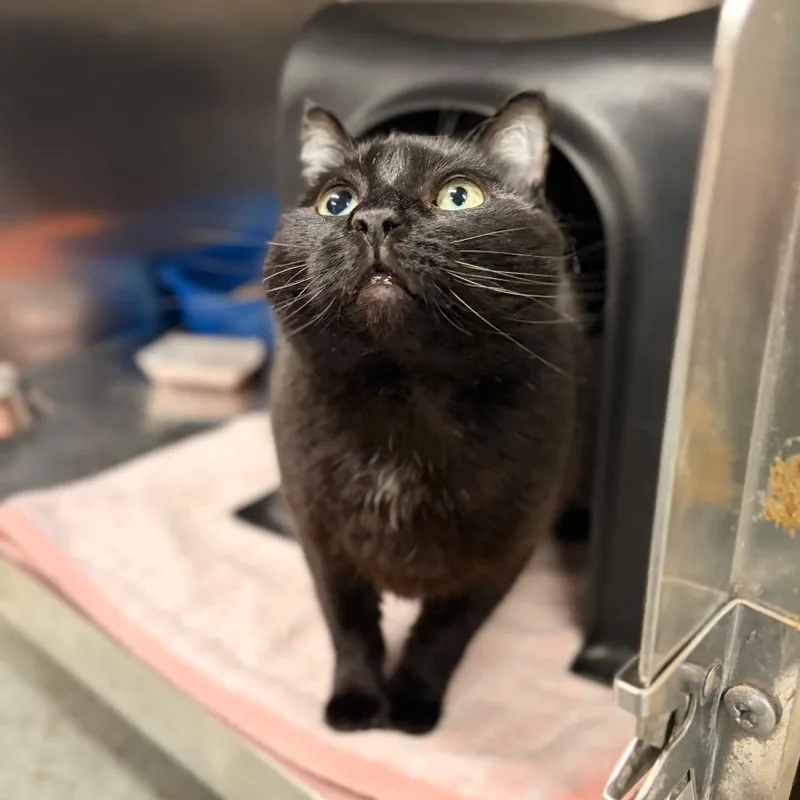 An adult medium-sized male Black Domestic Short Hair cat named Chico for adoption in Spokane, WA