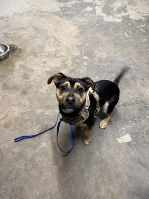 A young small-sized male Manchester Terrier dog named Marshall for adoption in Tallahassee, FL