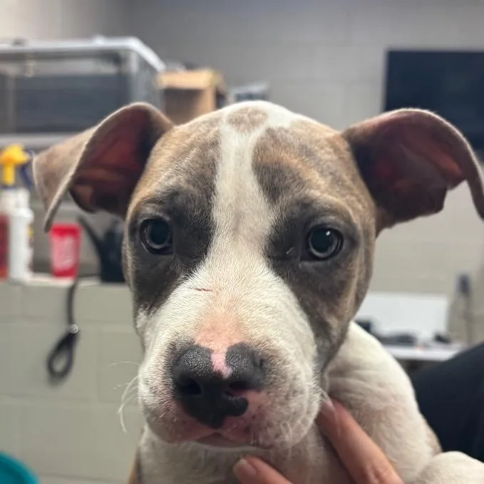 A baby small-sized male Pit Bull Terrier dog named Shine for adoption in Hinesville, GA