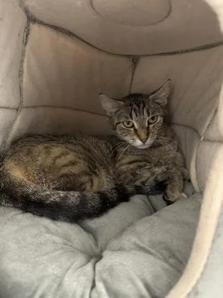A young medium-sized female Tabby (Brown / Chocolate) Domestic Short Hair cat named Lotus Blossom for adoption in Tinley Park, IL