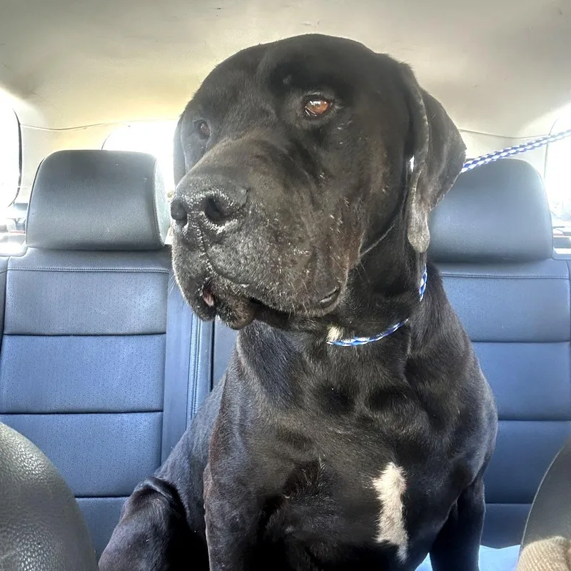 Finnegan thumbnail 2