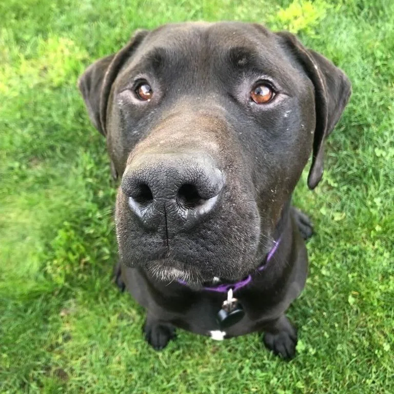 Finnegan thumbnail 3