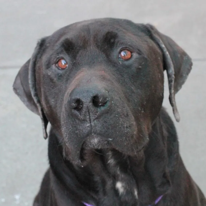 Finnegan thumbnail 4