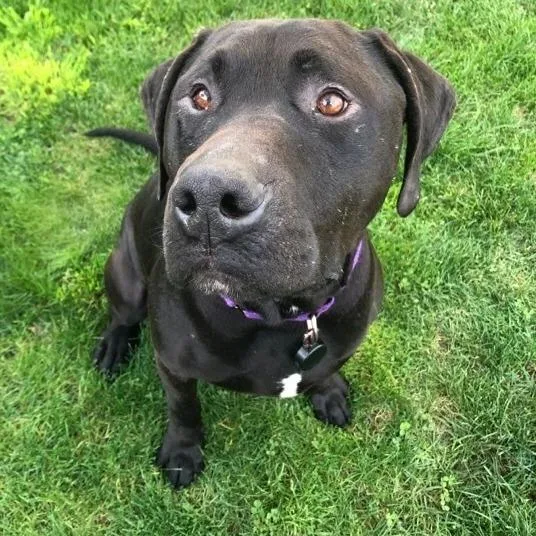 Finnegan thumbnail 5