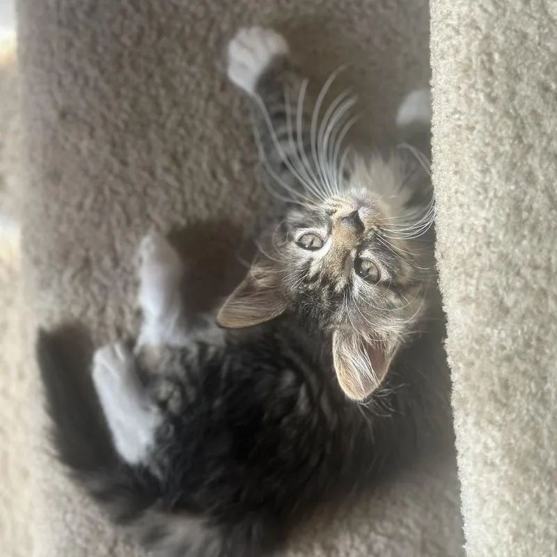 Monkey
