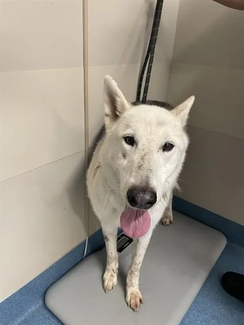 An adult large-sized female Siberian Husky dog named Valkyrie for adoption in Pearland, TX