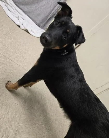 A baby medium-sized female Black Mixed Breed dog named Rose for adoption in Hamilton, OH