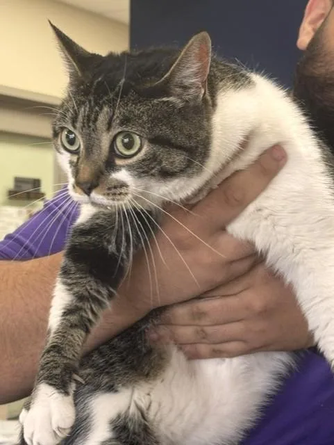 An adult medium-sized female Domestic Short Hair cat named Tabbi for adoption in Pasadena, TX
