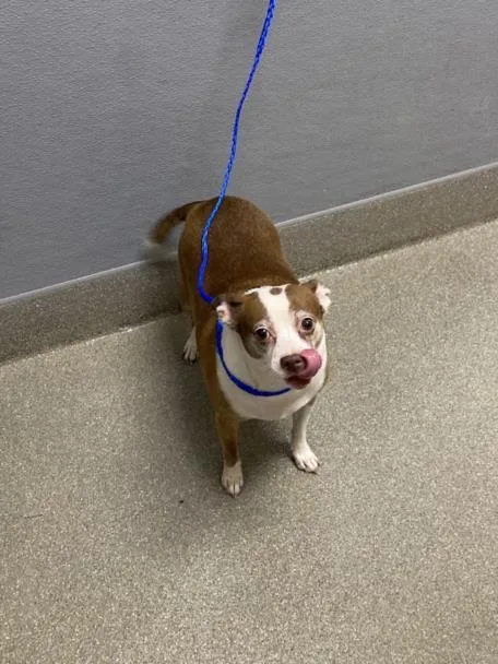 An adult medium-sized female Chihuahua dog named Peanut for adoption in Las Vegas, NV