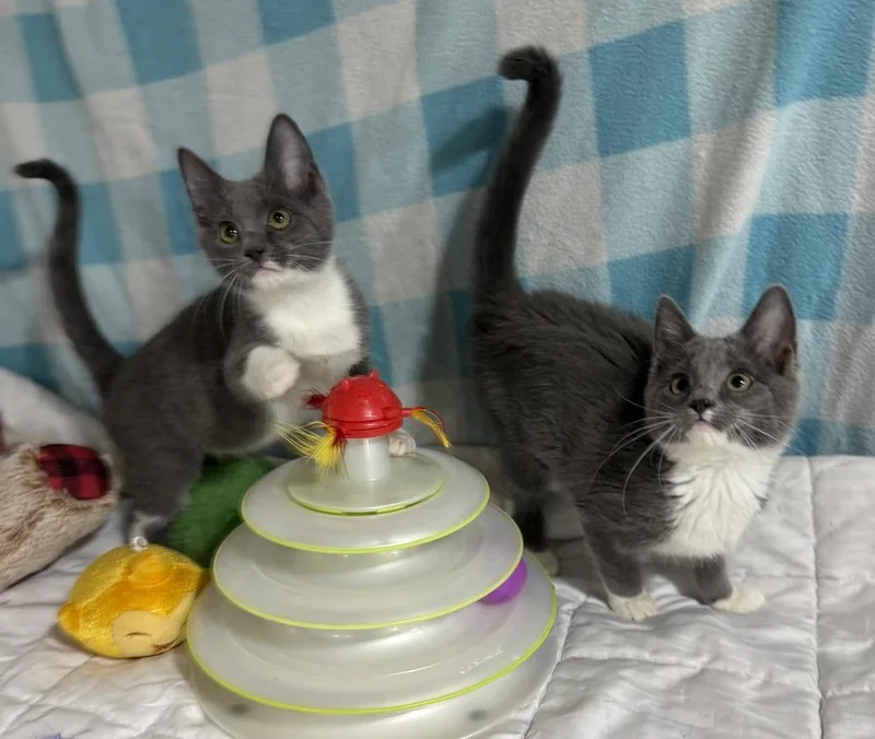 A baby small-sized male Gray & White Domestic Medium Hair cat named Strider for adoption in Jackson, GA