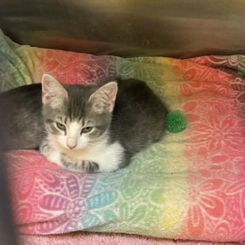 A baby small-sized male Gray / Blue / Silver Domestic Short Hair cat named Arthur for adoption in Waynesburg, PA