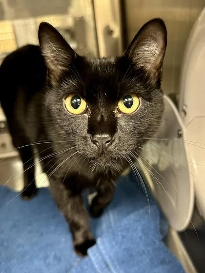 An adult medium-sized female Black Domestic Short Hair cat named Bumble Squash for adoption in Wichita, KS