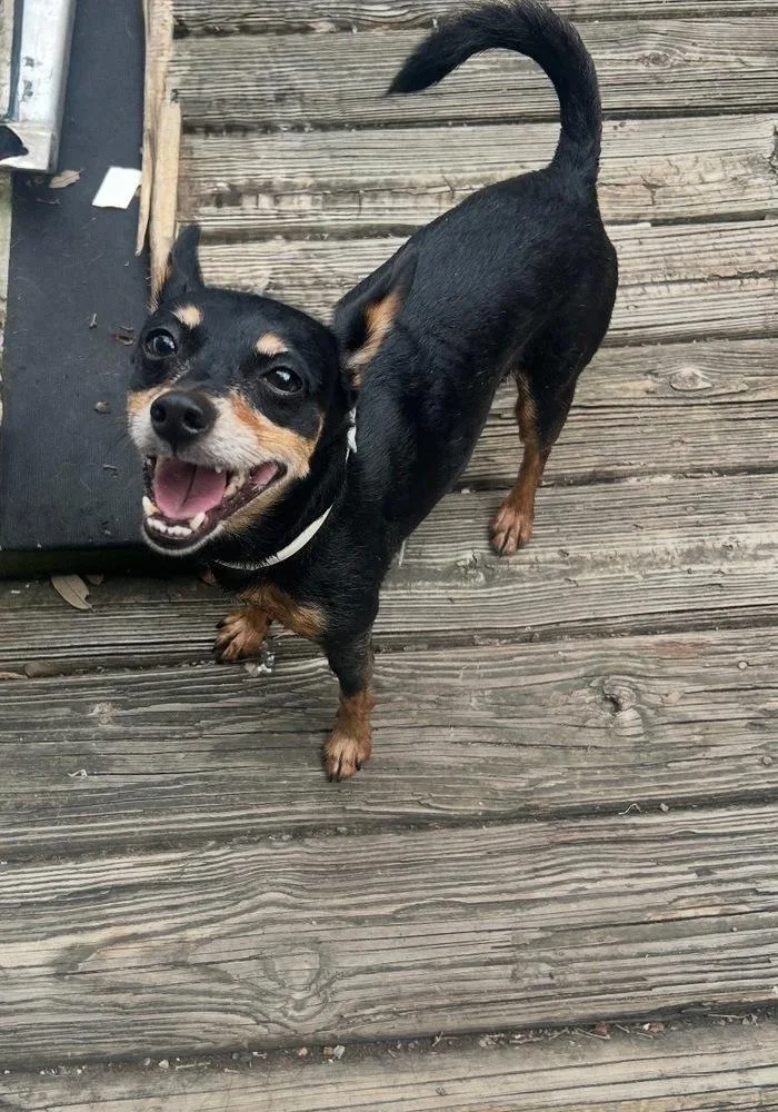 A young small-sized male Brown / Chocolate Chihuahua dog named Neymar for adoption in Richmond, TX