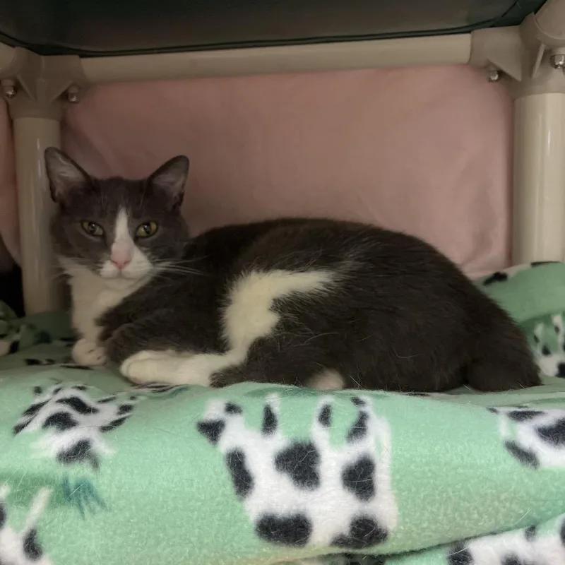 An adult medium-sized female Gray / Blue / Silver Domestic Short Hair cat named Bonita for adoption in Charlottesville, VA