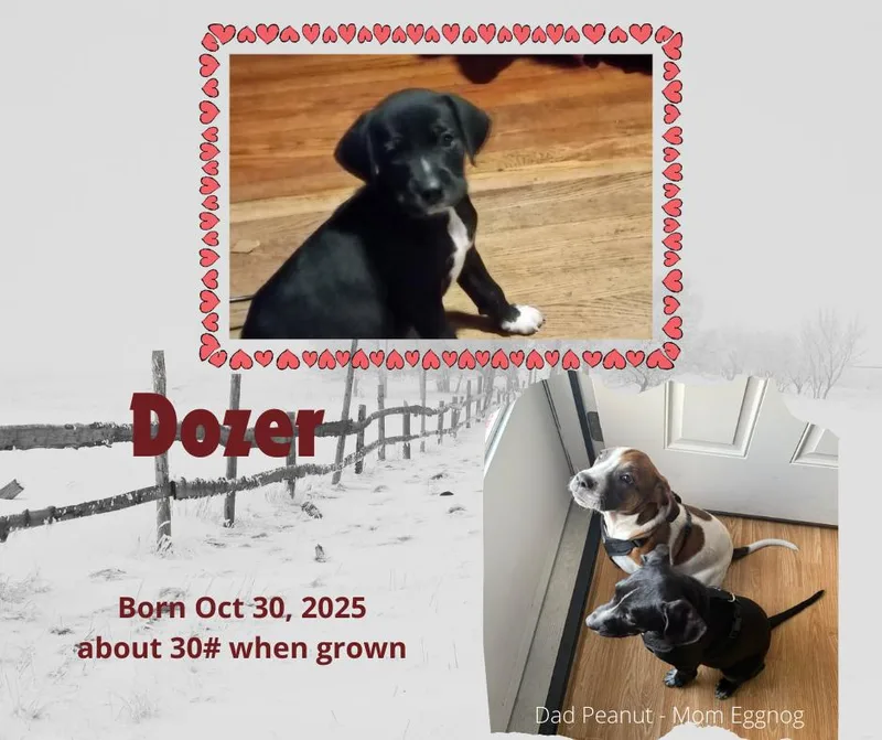 Dozer thumbnail 3