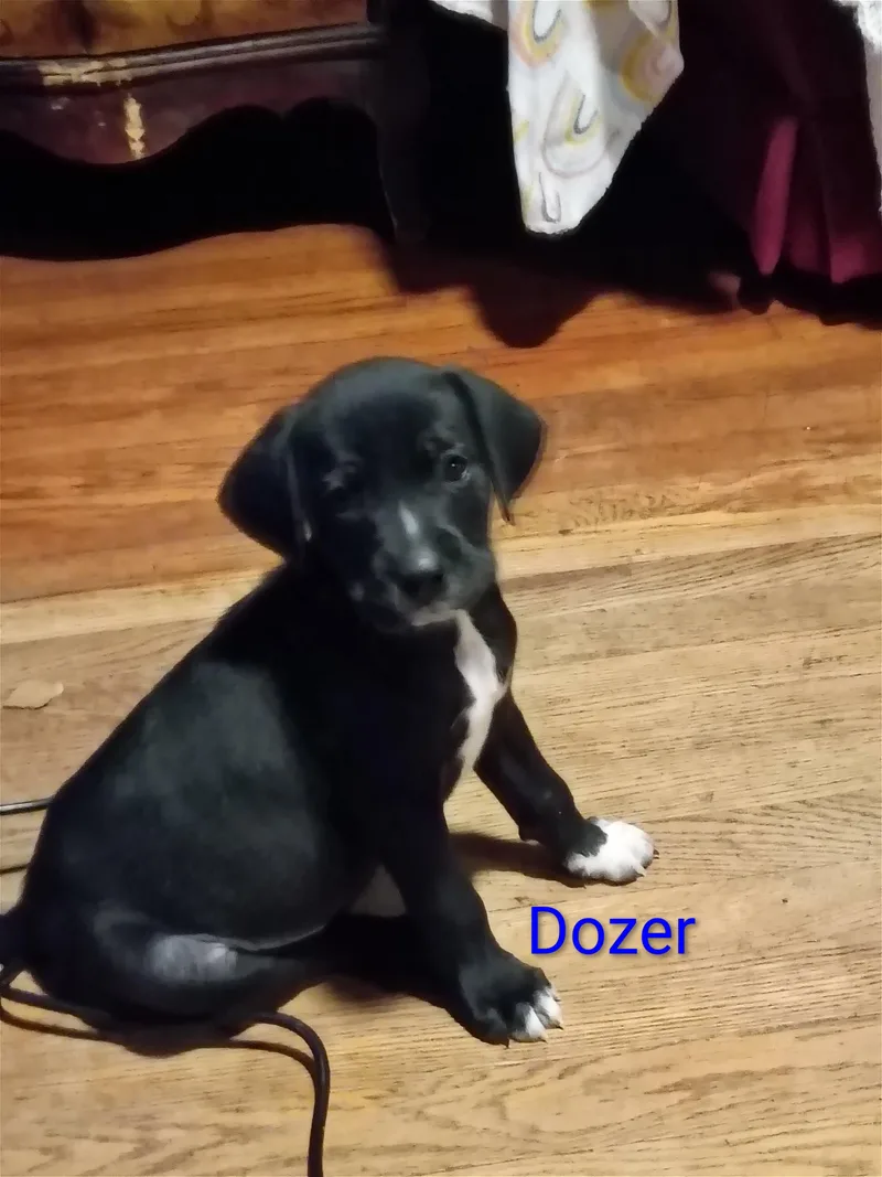 Dozer thumbnail 4