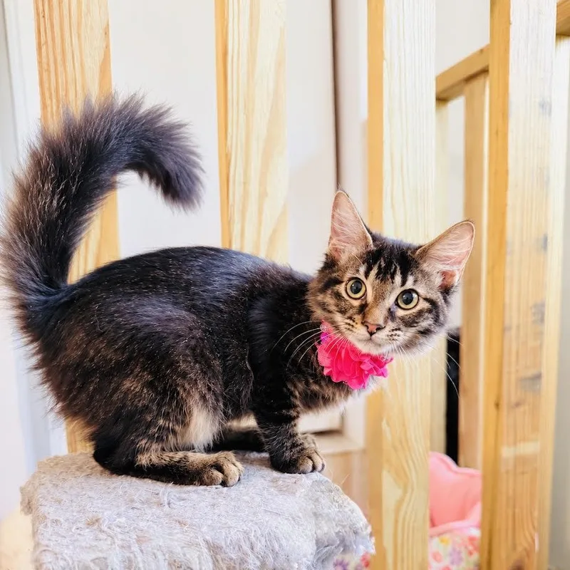 A baby small-sized female Tabby (Brown / Chocolate) Maine Coon cat named Bea for adoption in Miami, FL