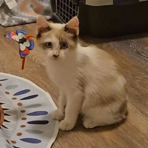 A baby small-sized female Calico Domestic Short Hair cat named Pearl Tuft for adoption in Eagle Mountain, UT