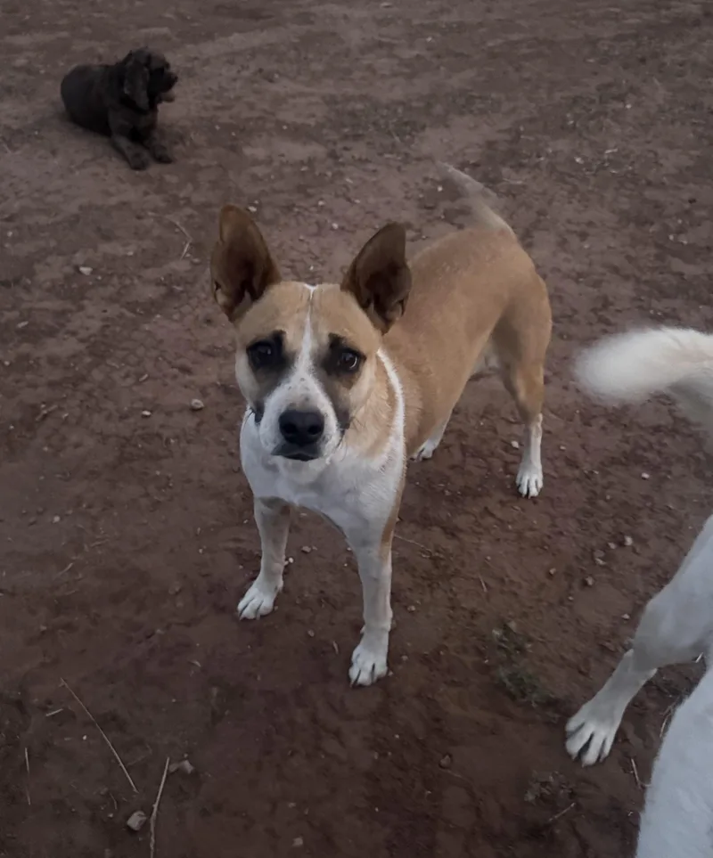 Millie Mae thumbnail 3