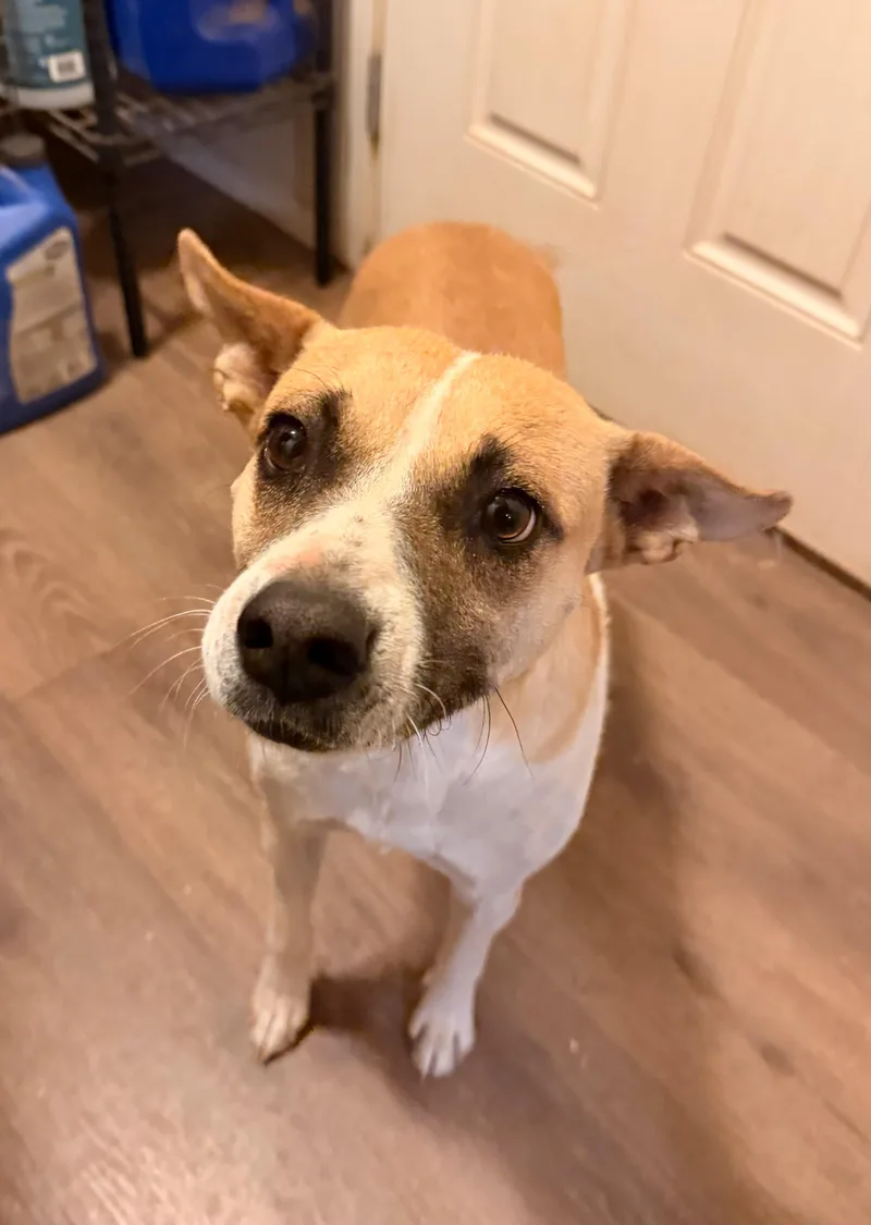 Millie Mae thumbnail 4