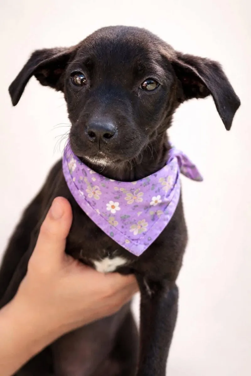 A baby small-sized female Black Labrador Retriever dog named Lilac for adoption in Copper Hill, VA