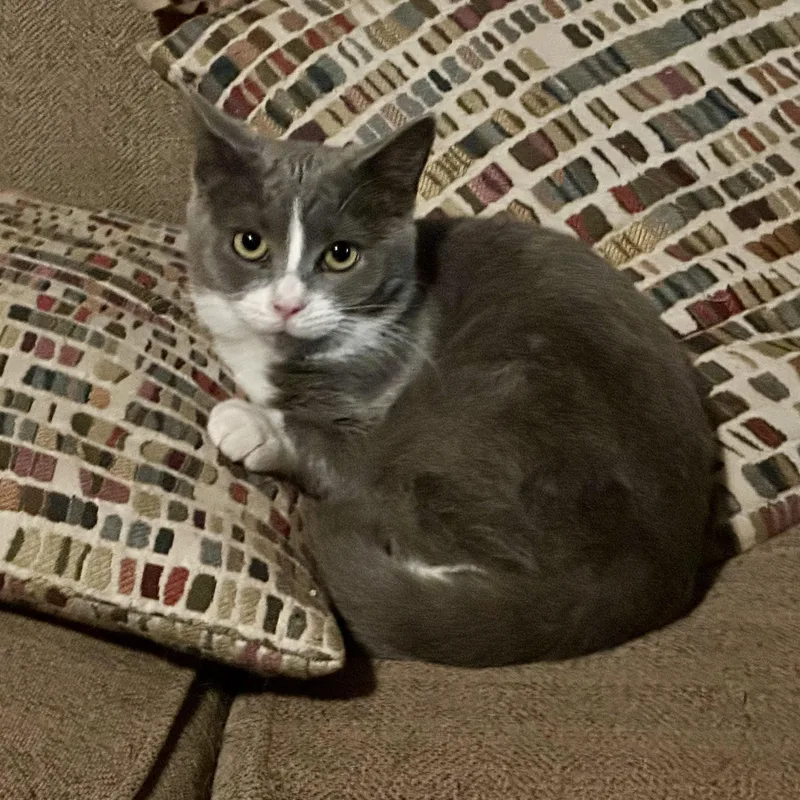 An adult medium-sized female Gray & White Domestic Short Hair cat named Beverly and Betsy for adoption in Pittsboro, NC