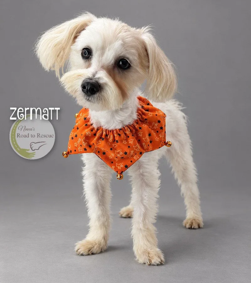 An adult small-sized male Maltese dog named Zermatt for adoption in Benton, LA