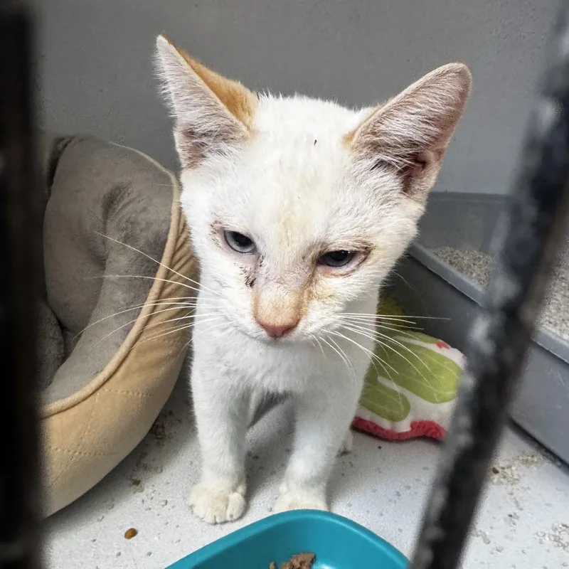 A baby small-sized male Domestic Short Hair cat named White Claw for adoption in Carlin, NV