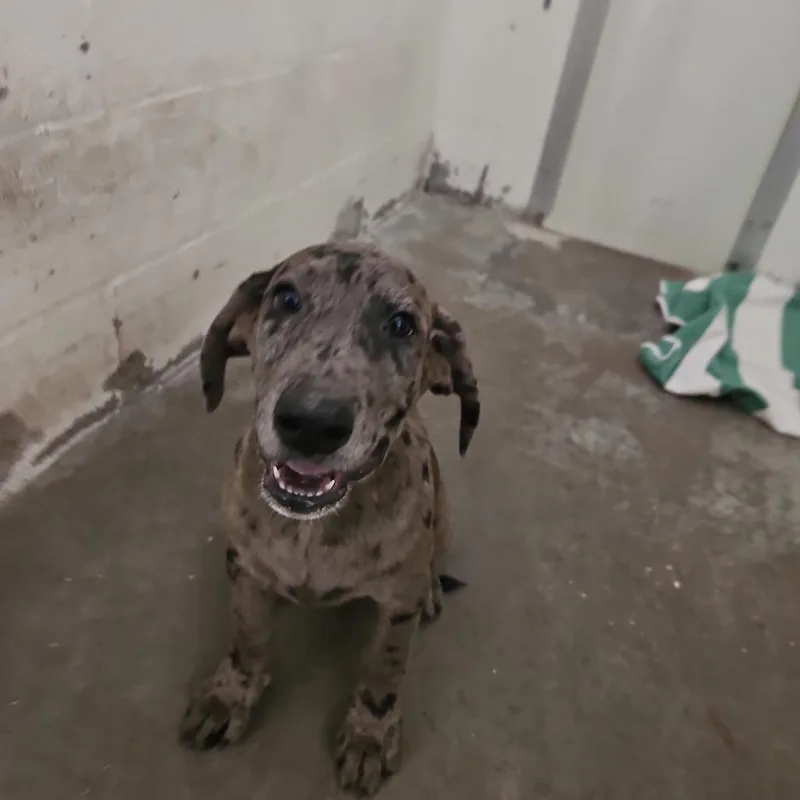 A baby medium-sized male Black Mixed Breed dog named SCFLStray for adoption in Lake Panasoffkee, FL