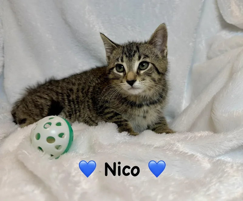 A baby medium-sized male Tabby (Brown / Chocolate) Domestic Short Hair cat named Nico for adoption in Copley, OH