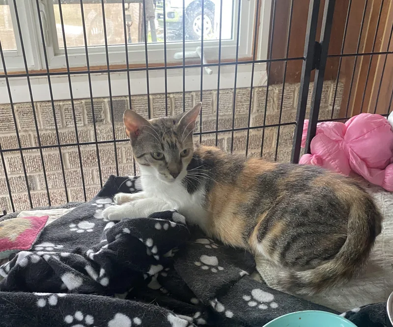 A young small-sized female Calico Domestic Short Hair cat named Seraphina for adoption in Seven Valleys, PA