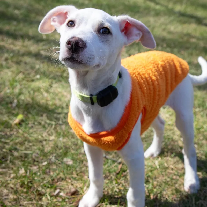 A baby medium-sized male White / Cream Terrier dog named Booker for adoption in Baldwin, MD