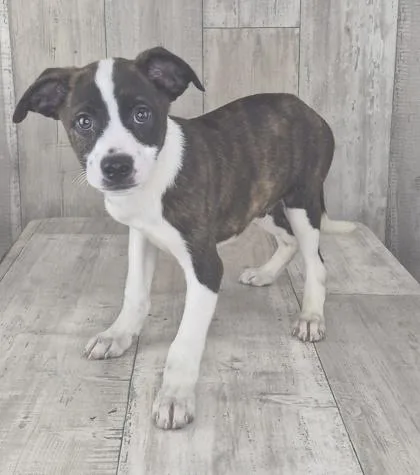 An adult small-sized male Mixed Breed dog named Yoshi for adoption in Shreveport, LA