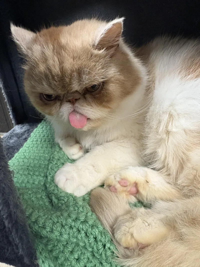 A senior large-sized male Exotic Shorthair cat named Castiel for adoption in Hamburg, NY