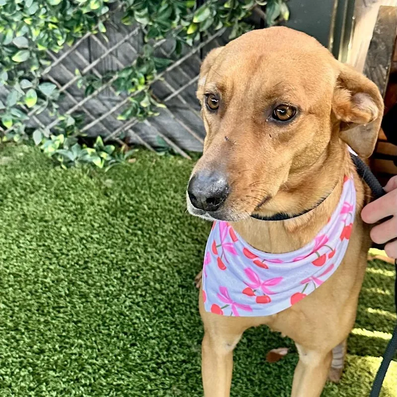 Pina Colada Aka Bimini thumbnail 2