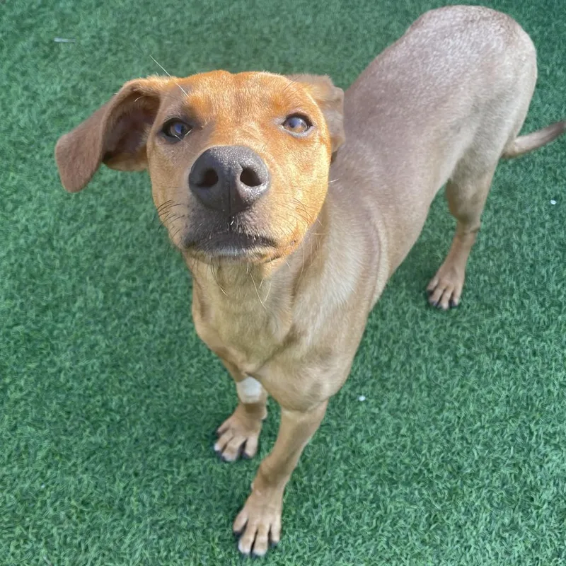 Pina Colada Aka Bimini thumbnail 3