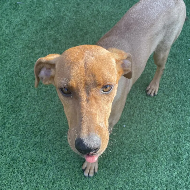 Pina Colada Aka Bimini thumbnail 6