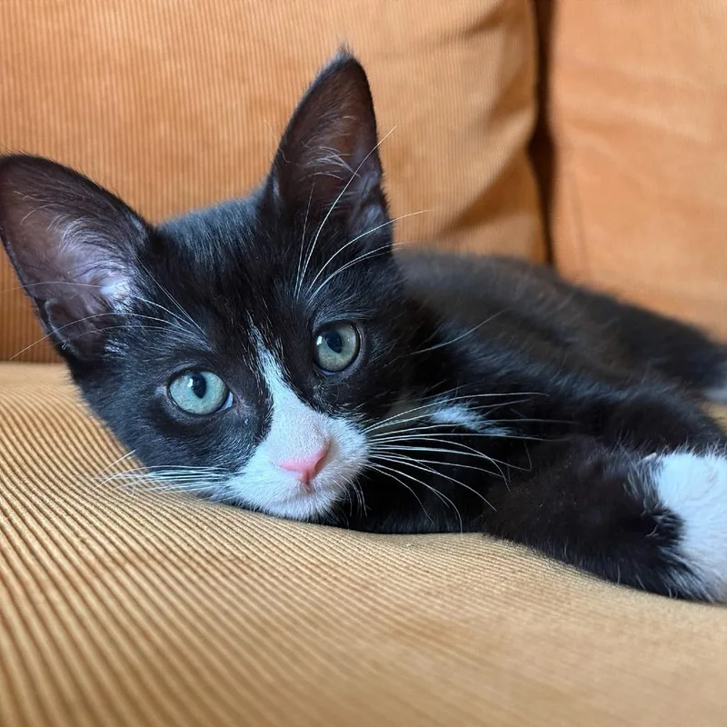 A baby small-sized male Black Domestic Short Hair cat named Dagon for adoption in Los Angeles, CA