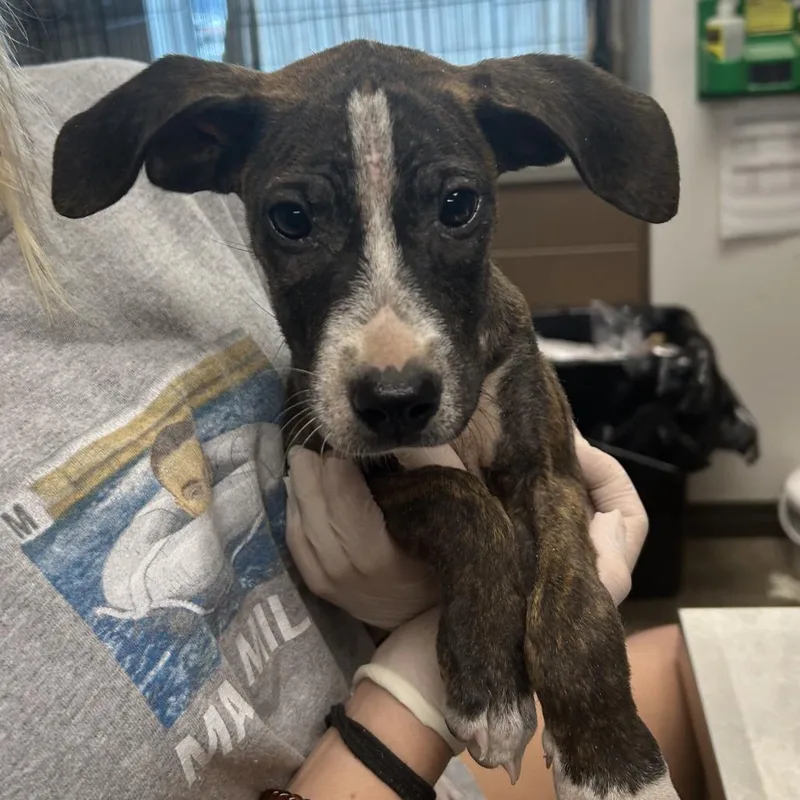 A baby medium-sized female Brown / Chocolate Boxer dog named Girl Dragon for adoption in Hattiesburg, MS
