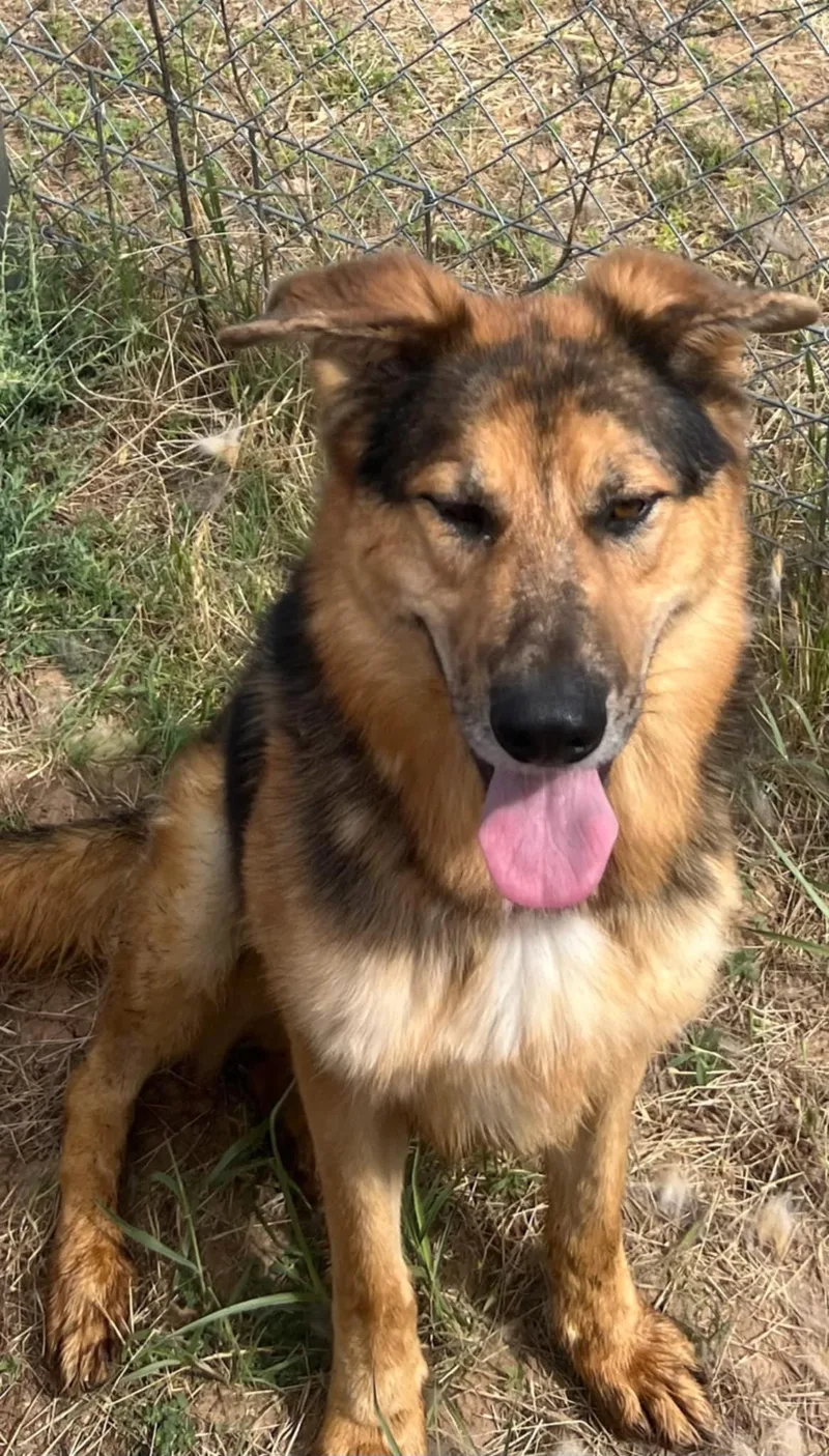 An adult large-sized male German Shepherd Dog dog named Steston for adoption in Canyon, TX