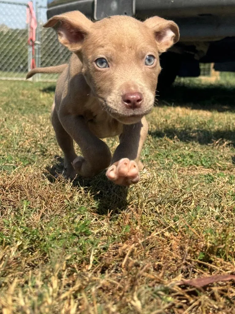 A young medium-sized male Mixed Breed dog named Benny for adoption in Batesville, AR