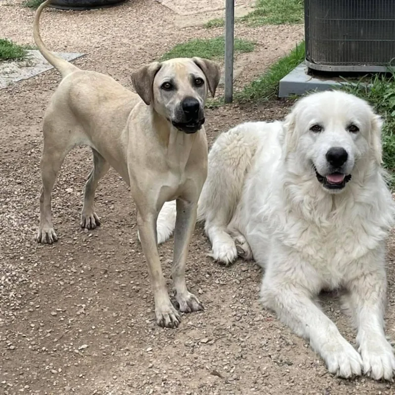 Carter Rico Iii thumbnail 2