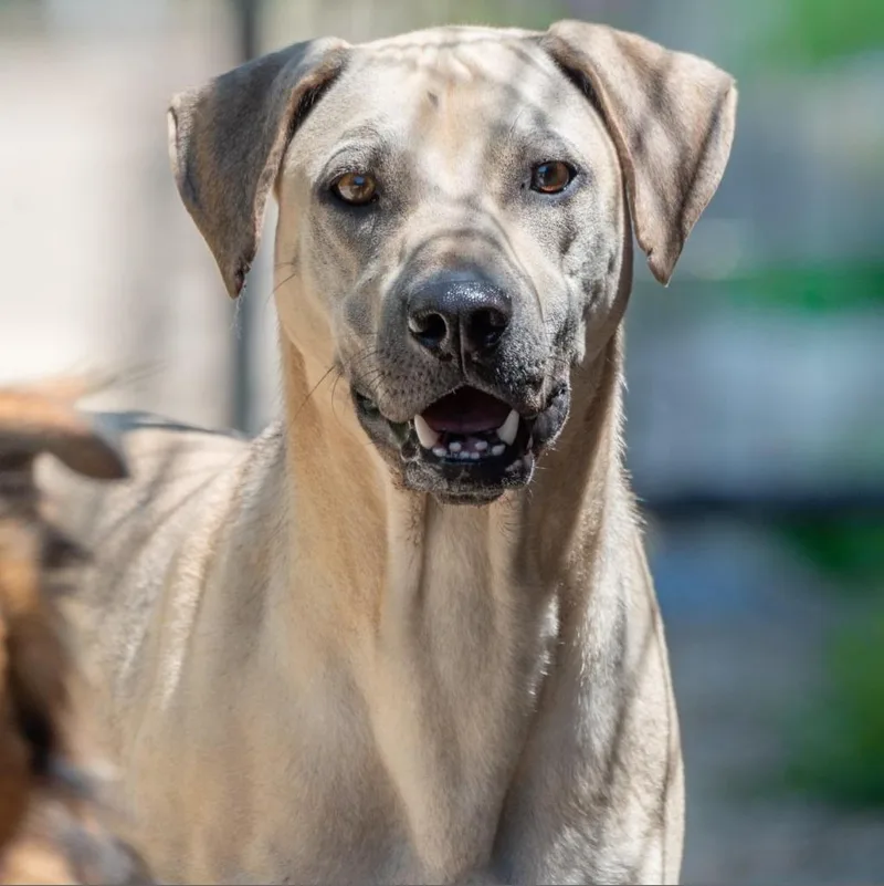 Carter Rico Iii thumbnail 3