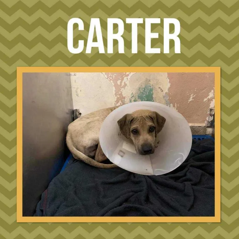 Carter Rico Iii thumbnail 6