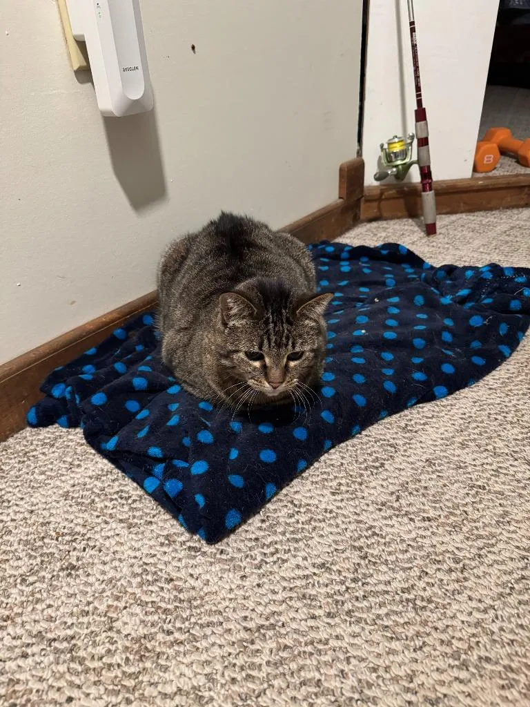 A senior medium-sized female Domestic Short Hair cat named Scamper for adoption in Peru, NY