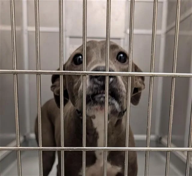 A young large-sized female Pit Bull Terrier dog named Roxie for adoption in Ontario, CA