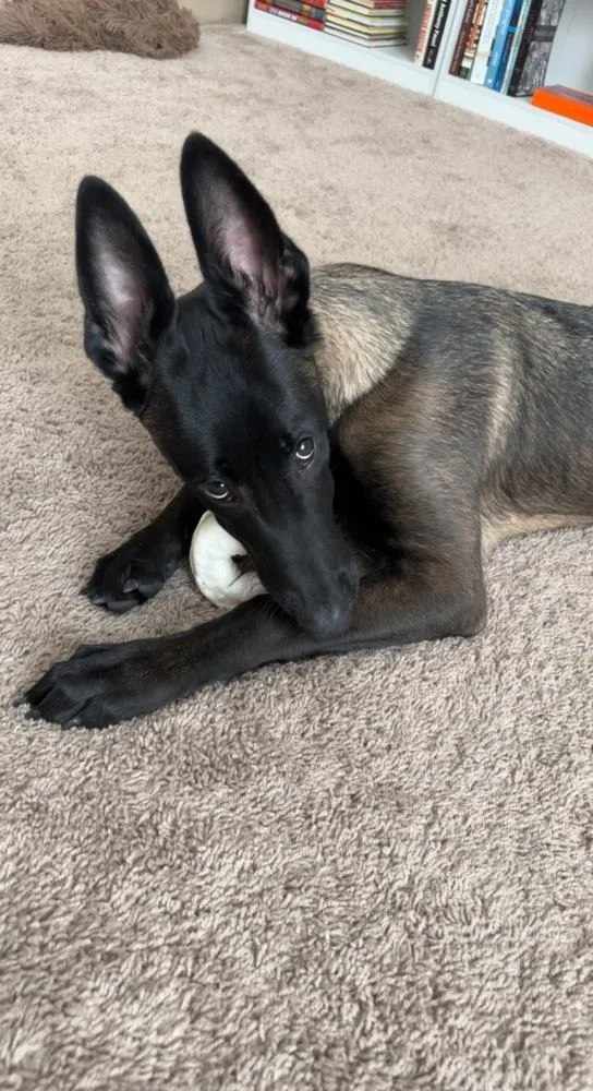 An adult medium-sized female Tricolor (Brown, Black, & White) Belgian Shepherd / Malinois dog named Mak  Located in for adoption in Imlay City, MI
